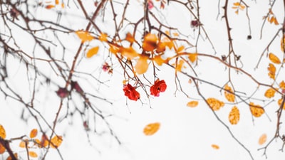 白雪上的橙色叶子